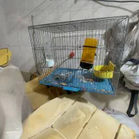 جوجه مینا گردن بور دهن باز آماده دستی شدن و سخنگوی