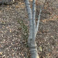 سلام خریدار چوب  به بالاترین قیمت تسویه پای باسکول