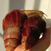 فروش ششصد عدد حلزون آچاتینا آلبینو و فولیکا جید