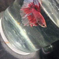 ماهی فایتر توضیحات