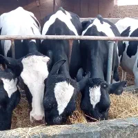 گاو ابستن سنگین