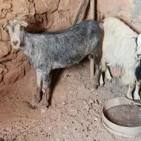 بز داشتی|حیوانات مزرعه|قم, علی آباد|دیوار