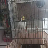 عروس هلندی سخنگو|پرنده|رودهن, |دیوار