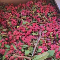 زرشک تازه/تحویل در افسریه/تسویه بعد از تحویل|خوردنی و آشامیدنی|تهران, قصر فیروزه ۲|دیوار