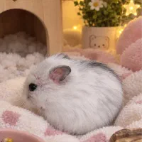 همستر کمپل برفی و سنجابی