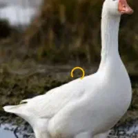 غاز محلی یک جفت با جوجه