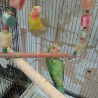 فروش یا معاوضه