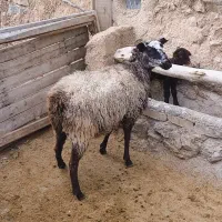یک راس میش رومانوف و یک راس بره نر