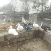 اوردک خارجی مرغ و خروس تخم گذار|حیوانات مزرعه|شیرگاه, |دیوار