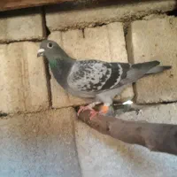 پلاکیا|پرنده|مسجد سلیمان, |دیوار