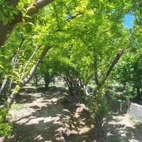 850-متر-باغچه-با-انواع-درختان-قدیمی-وبارده-چسب-محل