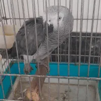 کاسکو سخنگو|پرنده|اصفهان, تیران|دیوار