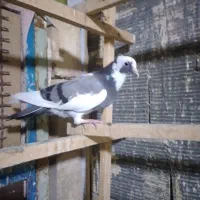 سلام کبوتر پرشی و یاهو|پرنده|قم, مسجد امام حسن|دیوار