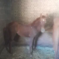 فروش کره مادیون ترکی جنس دار