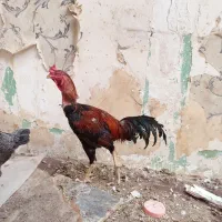 3 تا مرغ و خروس لاری