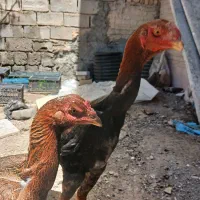 تخم نطفه دار تازه لاری