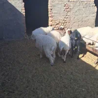 باسلام ۷ راس بره نر سبک وزن|حیوانات مزرعه|سده (خراسان جنوبی), |دیوار