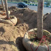 جابجایی و کاشت انواع درختان قطور