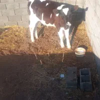 گوساله جوانه