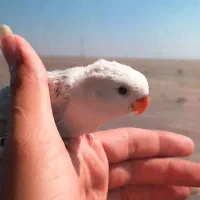 پرنده