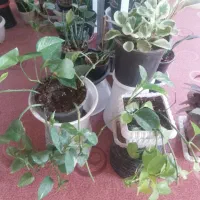 گل سانسوریا  مرجان  برگ بیدی  صخره ایی|گل و گیاه طبیعی|مرند, |دیوار