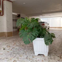 برگ انجیری بزرگ