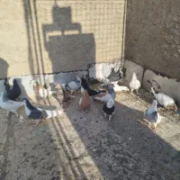 15 تا هست بهبهانی|پرنده|شیراز, سلطان آباد|دیوار