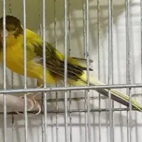 قناری نر سوپر بخون.