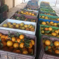 پرتقال نارنگی