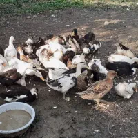 اردک های سالم|حیوانات مزرعه|قائم‌شهر, |دیوار