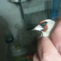 سهره ماده داغ سر چونه خطی|پرنده|اردبیل, |دیوار