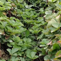 نهال کاماروس و سابرینا
