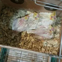 بشرط|پرنده|بوئین زهرا, |دیوار