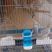 عروس هلندی نر و ماده اماده  قیمت مناسب