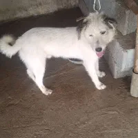 واگزاری توله سگ نگهبان|سگ|آستانه اشرفیه, |دیوار