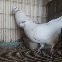 تهرانی ساعت بالا|پرنده|اصفهان, قهاب جنوبی|دیوار