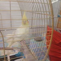 یک جفت عروس هلندی سخنگو|پرنده|شهرضا, |دیوار