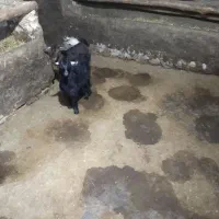 بزغاله ماده|حیوانات مزرعه|دهگلان, |دیوار