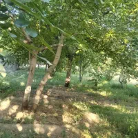 باغ 650 متری|فروش دفتر صنعتی، کشاورزی، تجاری|شبستر, |دیوار