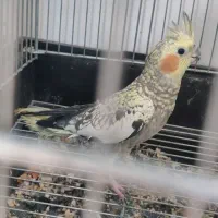 طوطی|پرنده|مسجد سلیمان, |دیوار