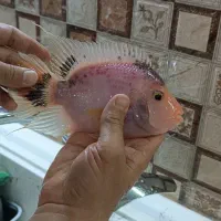 ماهی پرت/لجن‌خوار /پمپ هوا/گپ