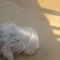 سگ شیتزو نر|سگ|یزد, |دیوار