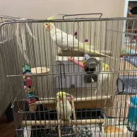 عروس هلندی لوتینو اصل چشم شرابی رام|پرنده|اسلامشهر, مطهری|دیوار