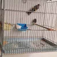 ماده سهره عشق بازی|پرنده|اصفهان, شهید رجایی|دیوار