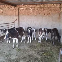 فروش ۷راس گوساله نر  وزن ۱۳۰الی ۱۴۰کیلو|حیوانات مزرعه|مرودشت, بیست متری بیمارستان|دیوار