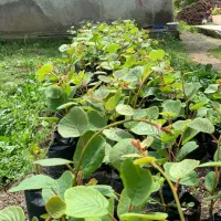 فروش نهال کیوی