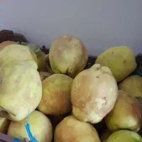 هیوا  به  درجه یک  صادراتی