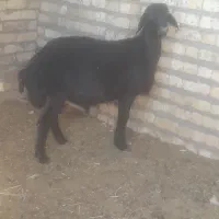 بره نر همو
