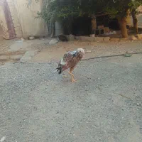 مرغ خروس|حیوانات مزرعه|ایرانشهر, |دیوار