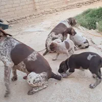 توله شکاری  ۳ماهه